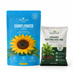 Blue Flame Sunflower Seeds with Organic Pot Mix